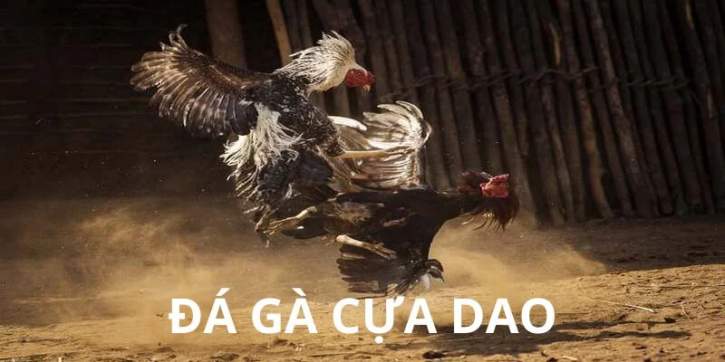 da-ga-cua-dao